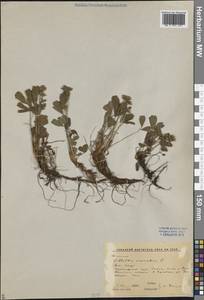 Sibbaldia procumbens L., Siberia, Altai & Sayany Mountains (S2) (Russia)