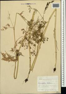 Chaerophyllum bulbosum L., Crimea (KRYM) (Russia)