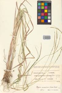 Elymus pendulinus (Nevski) Tzvelev, Siberia, Russian Far East (S6) (Russia)