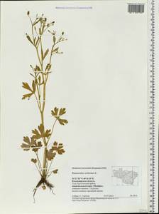 Ranunculus sceleratus L., Eastern Europe, Central region (E4) (Russia)