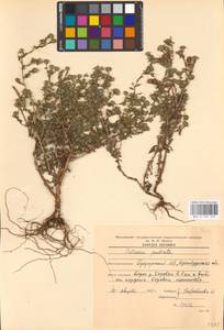 Pulicaria vulgaris Gaertn., Eastern Europe, Eastern region (E10) (Russia)