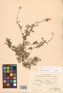 Anthemis arvensis L., Eastern Europe, West Ukrainian region (E13) (Ukraine)