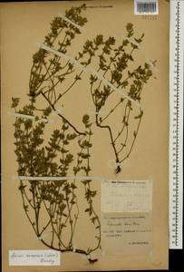 Clinopodium acinos (L.) Kuntze, Caucasus, Stavropol Krai, Karachay-Cherkessia & Kabardino-Balkaria (K1b) (Russia)