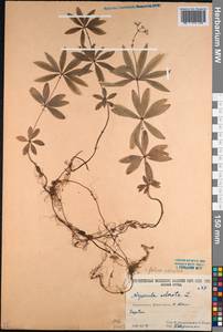 Galium odoratum (L.) Scop., Caucasus, South Ossetia (K4b) (South Ossetia)