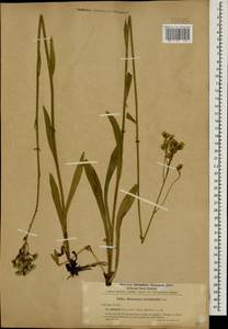 Pilosella auriculoides (Láng) Arv.-Touv., Caucasus, Stavropol Krai, Karachay-Cherkessia & Kabardino-Balkaria (K1b) (Russia)