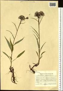 Saussurea alpina (L.) DC., Siberia, Western Siberia (S1) (Russia)