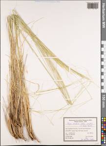 Stipa arabica Trin. & Rupr., South Asia, South Asia (Asia outside ex-Soviet states and Mongolia) (ASIA) (Iran)