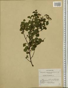 Spiraea trilobata L., Siberia, Altai & Sayany Mountains (S2) (Russia)