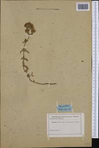 Origanum onites L., Botanic gardens and arboreta (GARD) (Russia)