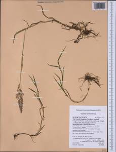 Agrostis stolonifera L., Western Europe (EUR) (United Kingdom)