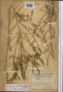Climacoptera korshinskyi (Drobow) Botsch., Middle Asia, Syr-Darian deserts & Kyzylkum (M7) (Kazakhstan)