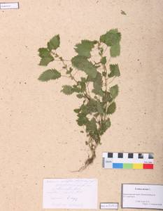 Urtica urens L., Siberia, Altai & Sayany Mountains (S2) (Russia)