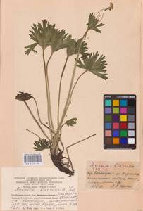 Anemonastrum biarmiense (Juz.) Holub, Eastern Europe (no precise locality) (E0)