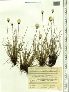 Eriophorum callitrix Cham. ex C.A.Mey., Siberia, Central Siberia (S3) (Russia)