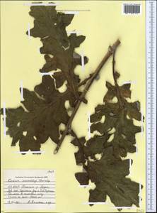 Cirsium sosnowskyi Char., Caucasus, North Ossetia, Ingushetia & Chechnya (K1c) (Russia)