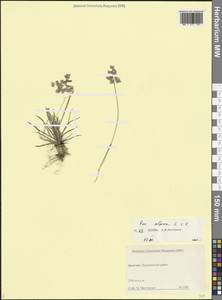 Poa alpina L., Caucasus, Dagestan (K2) (Russia)