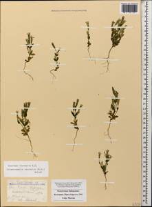 Gentianella caucasea (Lodd. ex Sims) Holub, Caucasus, Stavropol Krai, Karachay-Cherkessia & Kabardino-Balkaria (K1b) (Russia)
