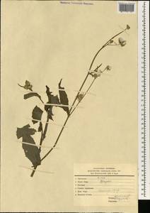 Sonchus, South Asia, South Asia (Asia outside ex-Soviet states and Mongolia) (ASIA) (Iran)