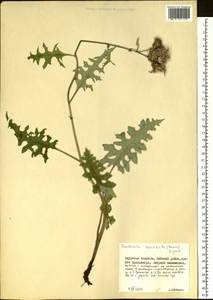 Saussurea recurvata (Maxim.) Lipsch., Siberia, Russian Far East (S6) (Russia)