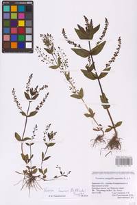 Veronica heureka (M. A. Fisch.) Tzvelev, Eastern Europe, Western region (E3) (Russia)