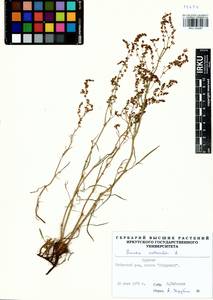 Rumex acetosella L., Siberia, Baikal & Transbaikal region (S4) (Russia)