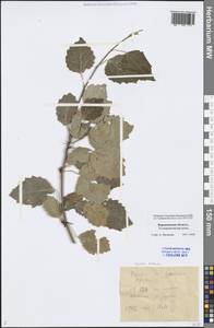 Populus tremula L., Eastern Europe, Central forest-and-steppe region (E6) (Russia)