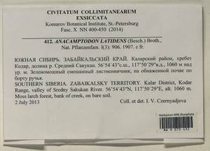 Anacamptodon latidens (Besch.) Broth., Bryophytes, Bryophytes - Baikal & Transbaikal regions (B18) (Russia)