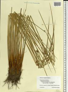 Juncus conglomeratus L., Eastern Europe, Western region (E3) (Russia)