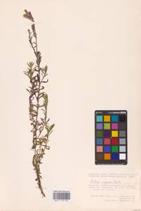 Silene repens Patrin, Eastern Europe, Eastern region (E10) (Russia)