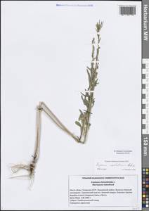 Erysimum odoratum Ehrh., Eastern Europe, Middle Volga region (E8) (Russia)