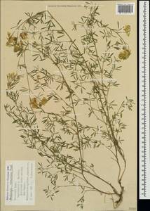 Medicago falcata subsp. falcata, Crimea (KRYM) (Russia)