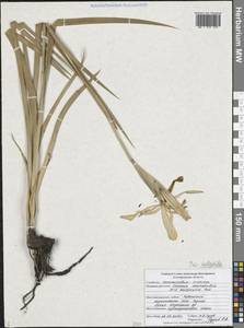 Iris halophila Pall., Eastern Europe, Central forest-and-steppe region (E6) (Russia)