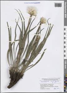 Takhtajaniantha austriaca (Willd.) Zaika, Sukhor. & N. Kilian, Eastern Europe, Middle Volga region (E8) (Russia)