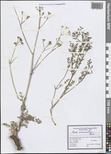 Ferula microcolea (Boiss.) Boiss., South Asia, South Asia (Asia outside ex-Soviet states and Mongolia) (ASIA) (Iran)