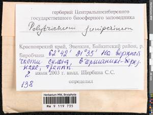 Polytrichum juniperinum Hedw., Bryophytes, Bryophytes - Krasnoyarsk Krai, Tyva & Khakassia (B17) (Russia)