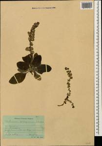 Verbascum songaricum Schrenk, Caucasus, Stavropol Krai, Karachay-Cherkessia & Kabardino-Balkaria (K1b) (Russia)