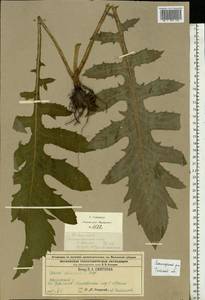 Cirsium oleraceum (L.) Scop., Eastern Europe, Central region (E4) (Russia)