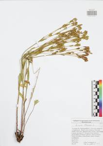 Linum flavum L., Eastern Europe, Central region (E4) (Russia)