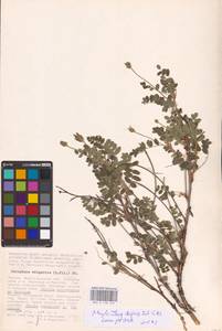 Calophaca wolgarica (L.f.) Pall. ex Fisch., Eastern Europe, Lower Volga region (E9) (Russia)