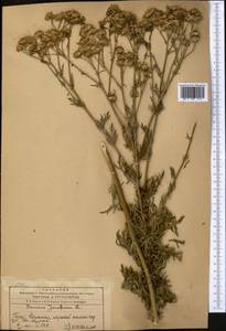 Jacobaea vulgaris subsp. vulgaris, Middle Asia, Western Tian Shan & Karatau (M3) (Kazakhstan)