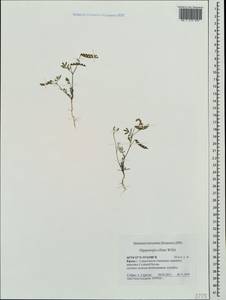 Hippocrepis ciliata Willd., Crimea (KRYM) (Russia)