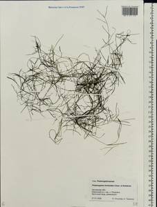 Potamogeton trichoides Cham. & Schltdl., Eastern Europe, Central forest-and-steppe region (E6) (Russia)