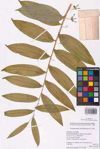 Polygonatum multiflorum (L.) All., Eastern Europe, Central region (E4) (Russia)