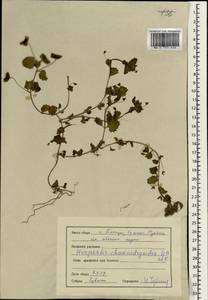 Mecardonia procumbens (Mill.) Small, South Asia, South Asia (Asia outside ex-Soviet states and Mongolia) (ASIA) (India)