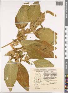Amaranthus powellii S. Watson, Eastern Europe, Volga-Kama region (E7) (Russia)