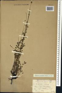 Poterium sanguisorba subsp. polygamum (Waldst. & Kit.) Asch. & Graebn., Caucasus, Stavropol Krai, Karachay-Cherkessia & Kabardino-Balkaria (K1b) (Russia)
