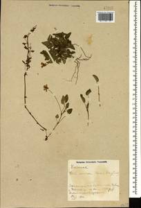 Viola canina L., Caucasus, Azerbaijan (K6) (Azerbaijan)