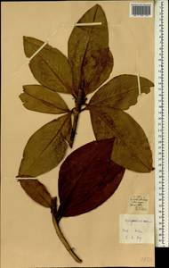 Magnoliaceae, Africa (AFR) (Portugal)