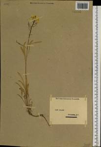 Erysimum altaicum C.A.Mey., Siberia, Western (Kazakhstan) Altai Mountains (S2a) (Kazakhstan)