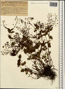 Veronica peduncularis M. Bieb., Caucasus, Georgia (K4) (Georgia)